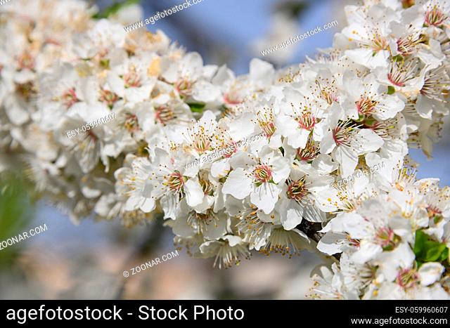 Close up white cherry tree blossom over clear blue sky, low angle view