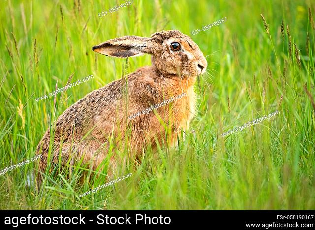 Shy brown hare, lepus europaeus, sitting on a meadow with tall green grass in summer nature. Fluffy wild animal with long ears held down hiding in fresh growing...