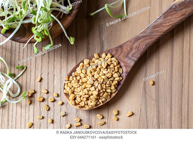 Fenugreek seeds on a spoon with young sprouts in the background