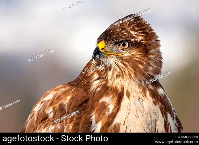 Horizontal close-up portrait of a wild common buzzard, buteo buteo, in winter. Bird of prey with brown feathers looking aside and observing