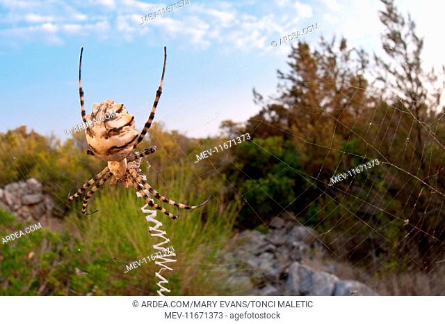 Lobed Argiope/ Wasp Sider on its giant web with prey