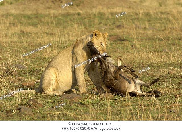 Lion Panthera leo immature male, killing young wildebeest, Masai Mara, Kenya