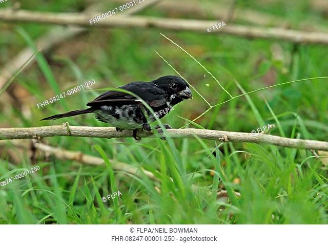 Variable Seedeater (Sporophila corvina hicksii) adult male, feeding on grass seeds, perched on twig, Chagres River, Panama, November