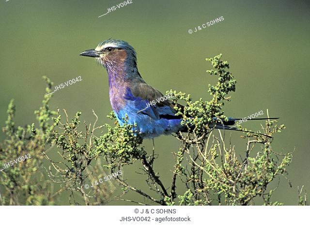 Lilac Breasted Roller , Coracias candata , Krueger National Park , South Africa , Africa , adult