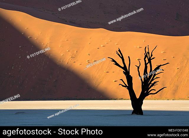 Africa, Namibia, Deadvlei, Dead trees