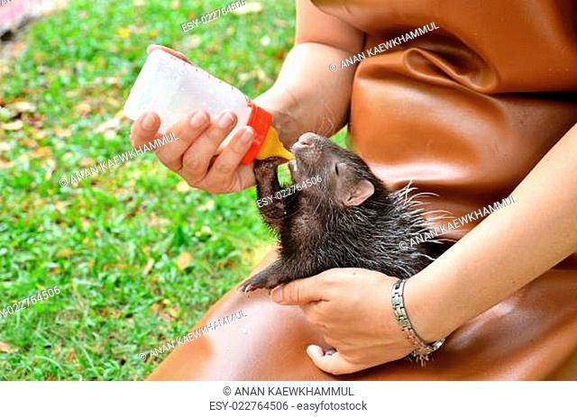 zookeeper feeding baby porcupine
