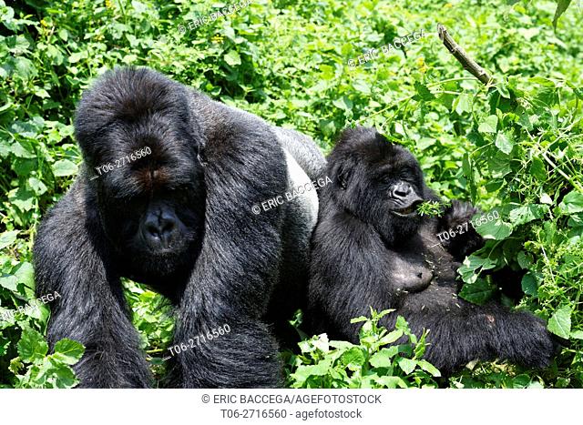 Male siverback Mountain gorilla and female feeding and nursing her one month old baby (Gorilla beringei beringei) Virunga National Park
