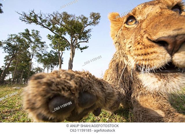Lion (Panthera leo) adolescent reaching out -wide angle perspective-, Maasai Mara National Reserve, Kenya
