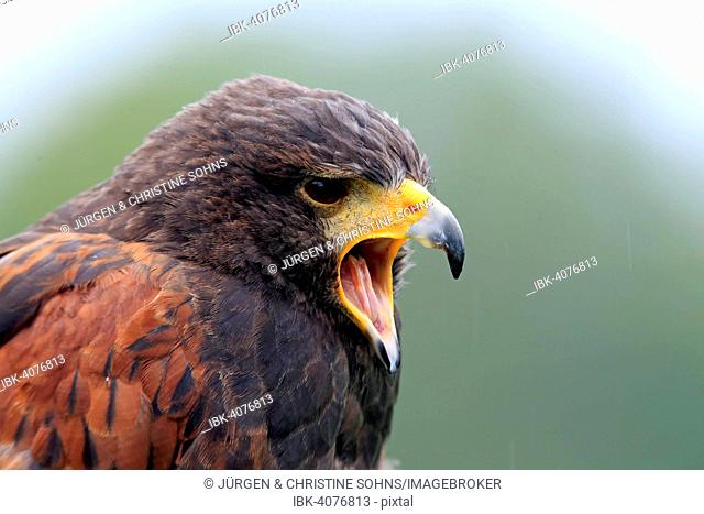 Harris's Hawk (Parabuteo unicinctus), adult, calling, captive, Germany