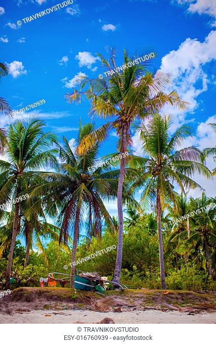 Coconut Palm tree on the sandy beach in Philippines