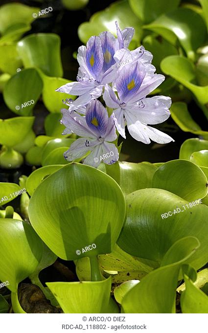 Water Hyacinth Eichhornia crassipes Pontederiaceae
