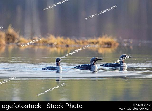 swimming Black-throated Diver