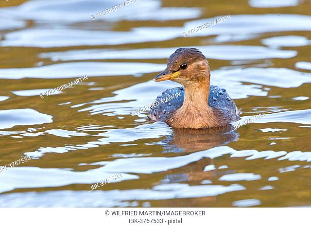 Little Grebe (Tachybaptus ruficollis) in the water, North Hesse, Hesse, Germany, Europe