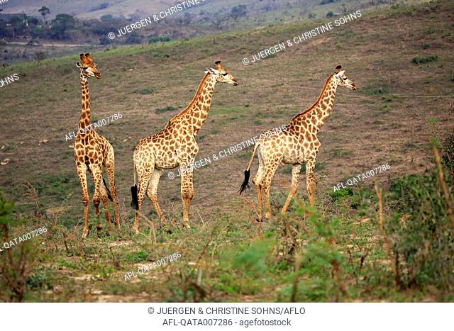 Cape Giraffe, (Giraffa camelopardalis giraffa), adult three males social behaviour, Hluhluwe Umfolozi Nationalpark, Hluhluwe iMfolozi Nationalpark
