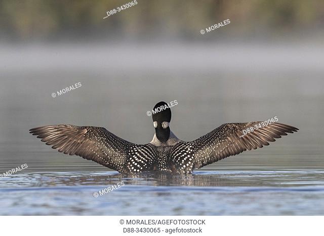 United States, Michigan, Common Loon (Gavia immer), wing flapping on a lake
