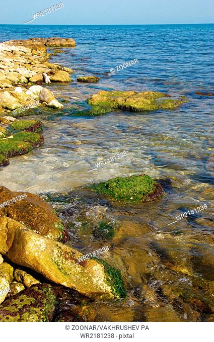 Coast with stones with green marine algae