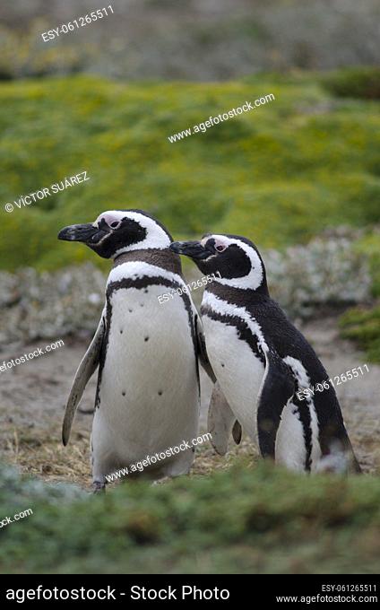 Magellanic penguins (Spheniscus magellanicus). Otway Sound and Penguin Reserve. Magallanes Province. Magallanes and Chilean Antarctic Region. Chile