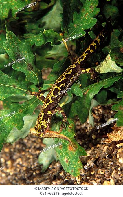 Freshwater Rivers Galicia Spain Marbled newt Triturus marmoratus devouring to Bosca's newt