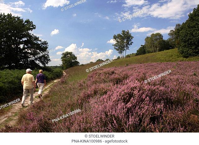 Heather, Ling Calluna vulgaris - Cross-border park Maas-Swalm-Nette, National Park de Meinweg, Roerdalen, Limburg, The Netherlands, Holland, Europe