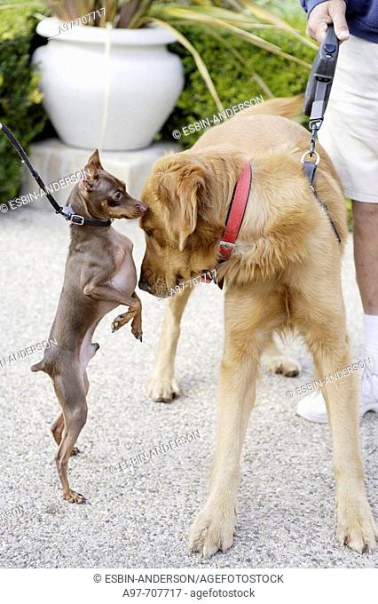 Small dachshund greets big dog in park