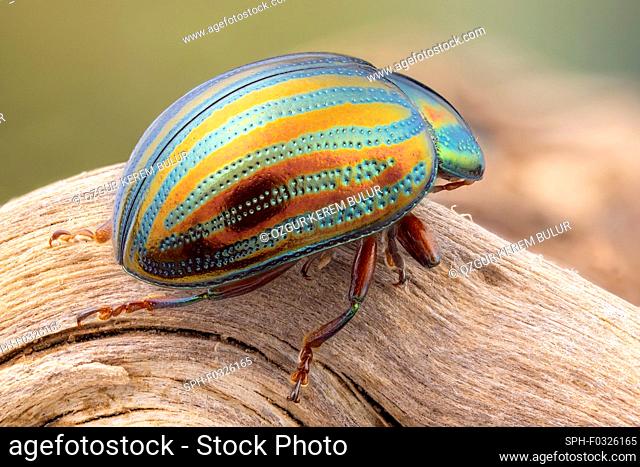 Rosemary beetle