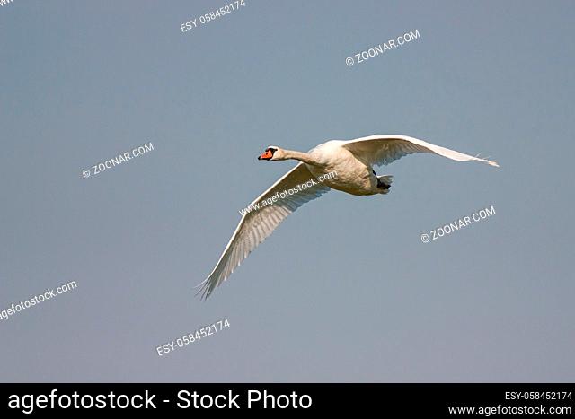 Mute swan, Cygnus olor, in flight with skies in the background. Big white bird flying