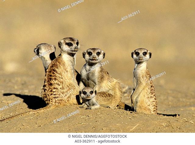 Meerkat or suricate (Suricata suricatta) family group. Kgalagadi Transfrontier Park, Kalahari. South Africa