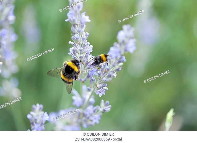 Bumblebees perching on lavender flowers