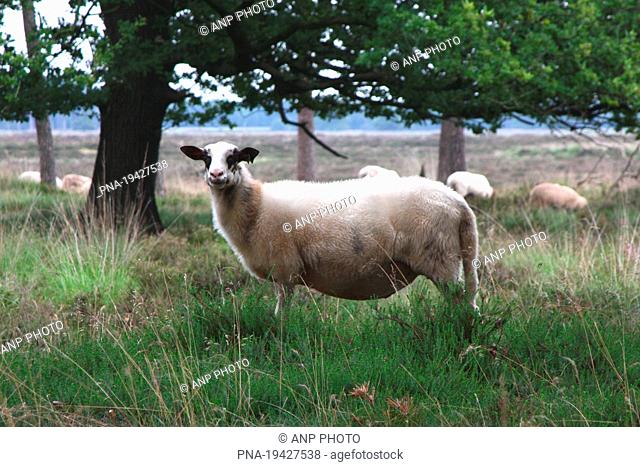 sheep Ovis domesticus - National Park Drents-Friese Wold, Doldersummerveld, Doldersum, Drenthe, The Netherlands, Holland, Europe