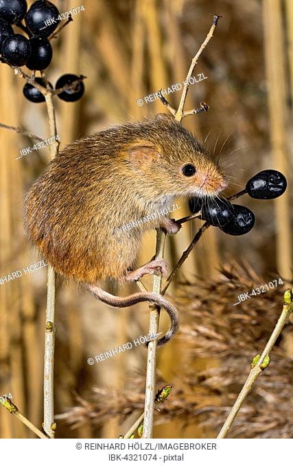 Eurasian harvest mouse (Micromys minutus), Tyrol, Austria