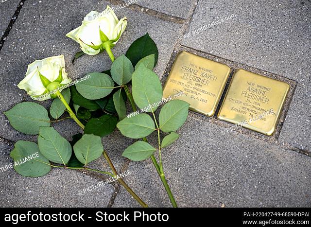 27 April 2022, Bavaria, Penzberg: Roses lie next to two, of the ""Stolpersteine"" made and laid by artist Gunter Demnig, on a sidewalk in front of a house in...