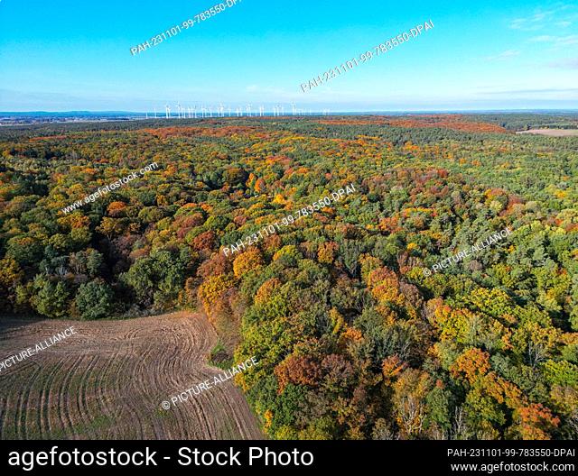 01 November 2023, Brandenburg, Frankfurt (Oder): Autumn colored deciduous trees in a forest (aerial view with a drone). Photo: Patrick Pleul/dpa