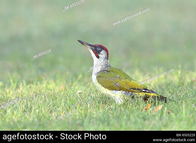 European green woodpecker (Picus viridis) male, sitting in a meadow, Ziggsee, Lake Neusiedl National Park, Seewinkel, Northern Burgenland, Burgenland, Austria