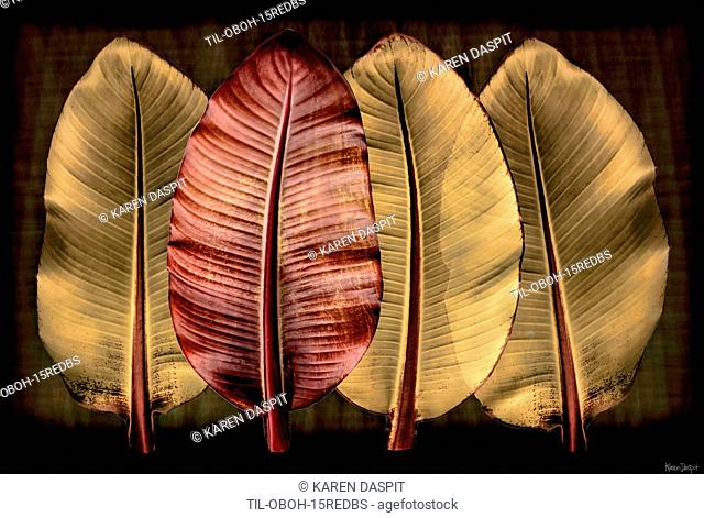 Large tropical leaves on dark background