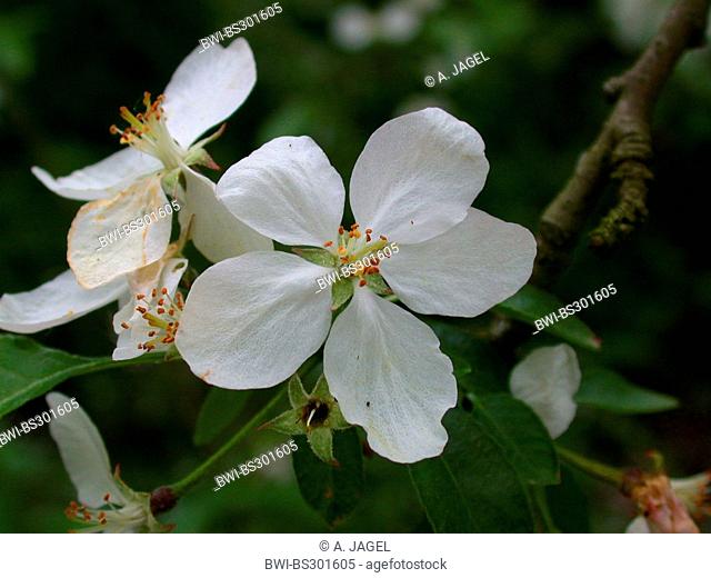 Malus robusta (Malus x robusta, Malus robusta), flowers