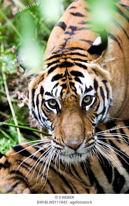 Bengal tiger Panthera tigris tigris, portrait, India, Bandhavgarh National Park