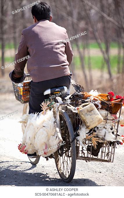 A Chinese peasant famer on a bike with chickens tied to the side whilst stil alive Close proximity to birds in China has lead to outbreaks of the potentially...