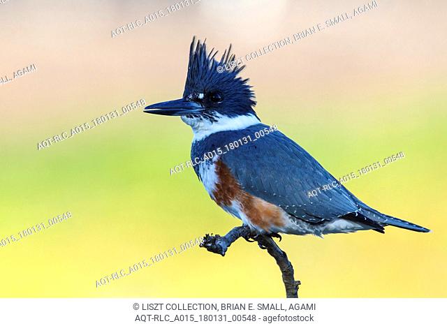 Megaceryle alcyon, Belted Kingfisher
