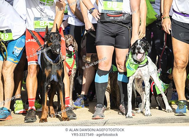 Las Palmas, Gran Canaria, Canary Islands, Spain. 16th December 2018. Start line for fun run for dogs and owners in Las Palmas, the capital of Gran Canaria