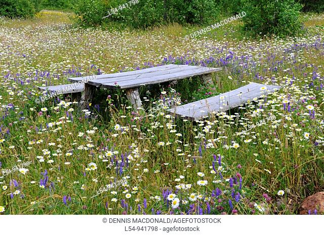 Picnic table surrounded by field of wildflowers near Dorion and Ouimet Ontario Canada