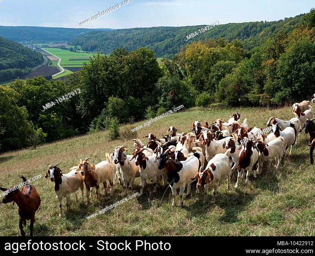 Goat herd, Altmühltal near Eichstatt, Bavaria, Germany