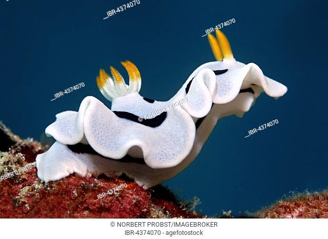 Sea slug, nudibranch (Chromodoris boucheti), Wakatobi Island, Tukang Besi Archipelago, Wakatobi National Park, UNESCO World Heritage Site, Banda Sea