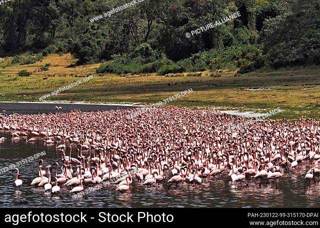 25 September 2022, Tanzania, Arusha: Flamingos (Phoenicopteridae) stand in the water at the edge of the lake of Empakaai Crater