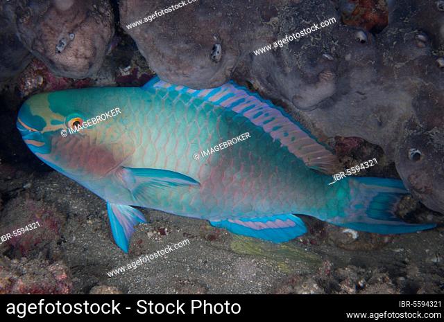 Bleeker's Parrotfish (Chlorurus bleekeri) (Scaridae), Bleeker's Parrotfish, bleeker's parrotfish, Bleeker's Parrotfish, Other Animals, Fish, Animals