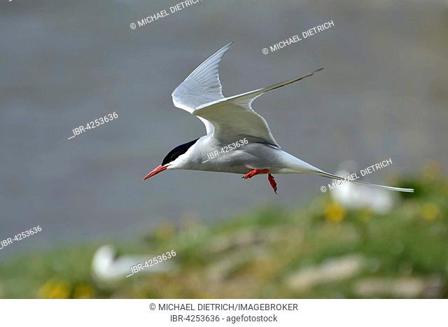 Arctic tern (Sterna paradisaea) in flight, Eider estuary, North Frisia, Schleswig-Holstein, Germany