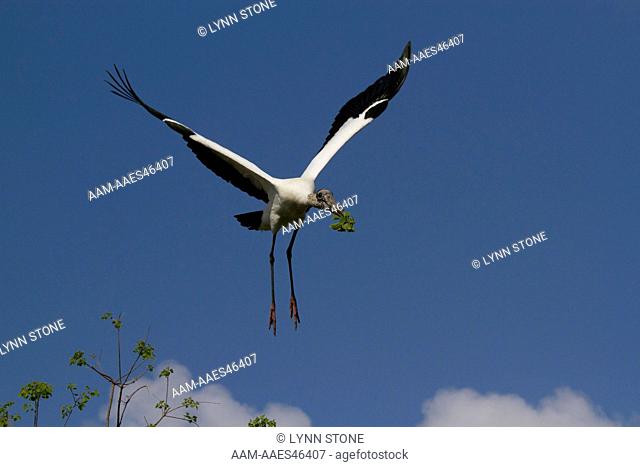 Wood Stork (Mycteria americana) flying with nesting sticks; St. John's County, Florida, USA (AA)