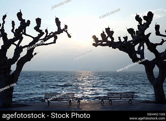 Bare Tree and Bench on Waterfront with Sunlight in Ascona, Switzerland