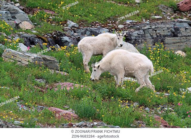 Schneeziegen Mountain Goat Glacier National Park