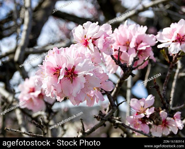 Flowers of almonds, close-up. Crimea, beginning of April