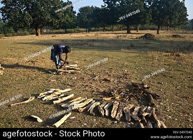 Tribal man collecting firewood ( West Bengal, India). He belongs to the Santhal tribe